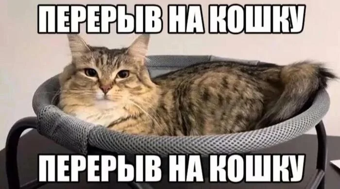 Перерыв на кошку